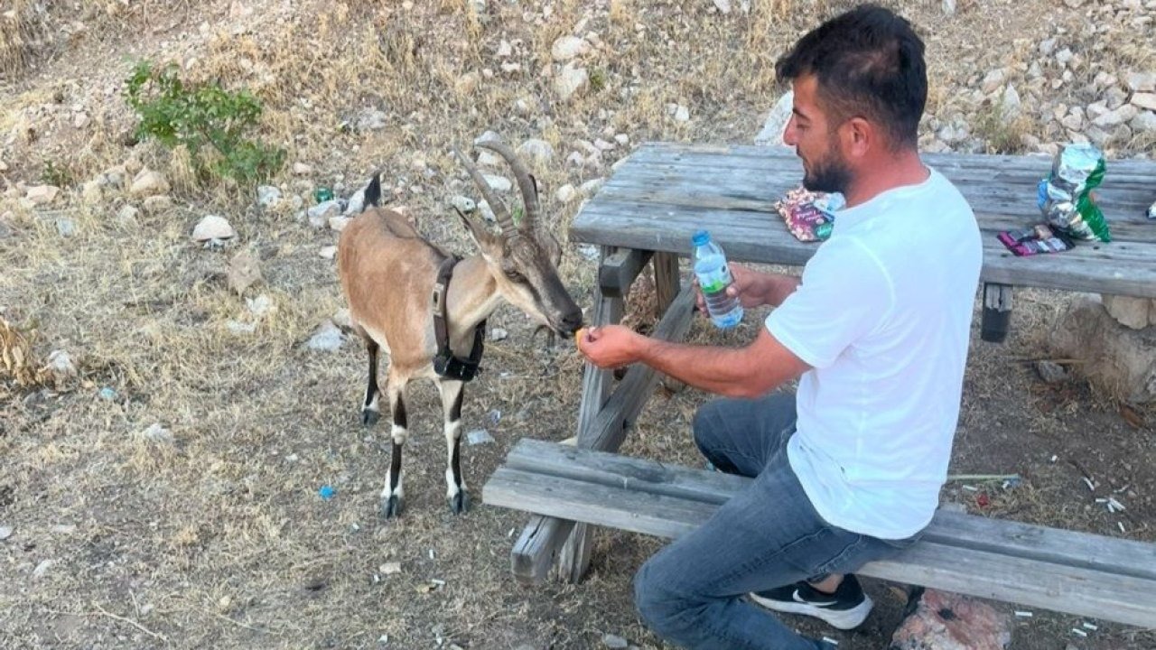 Dağ keçisini elleriyle besledi