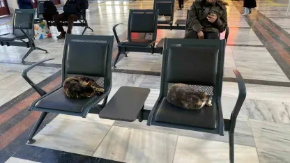Soğuktan üşüyen sokak kedileri tren garına ısındı