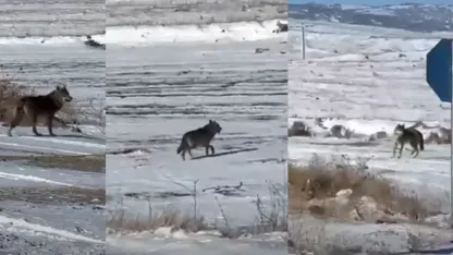 Kar yağdı, kurtlar şehre yaklaştı