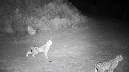 "Ormanın hayaleti" vaşak görüntülendi