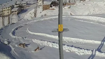 Doğanın kanunu gözler önüne serildi, vaşağın tavşan avı anbean kaydedildi