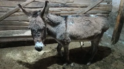 Kırşehirli köylüden vicdanlara dokunan hareket