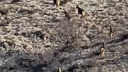 Eskişehir’de görüntülenen 8 geyik hayran bıraktı