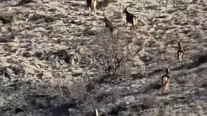 Eskişehir’de görüntülenen 8 geyik hayran bıraktı