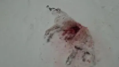 Dağda aç kalan kurtlar köyün kabusu oldu