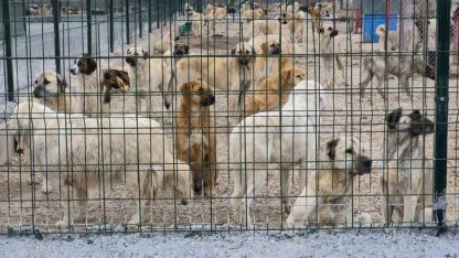 Barınakta aç ve susuz bırakılan köpeklerin birbirini parçaladığı iddiası