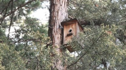 Ankara’nın parklarını mesken tutan yeşil papağanlar sert iklim şartlarında hayatta kalmayı başarıyor