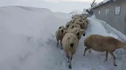 Sivas’ta kar kalınlığı yer yer 2 metreyi aştı, en çok hayvancılık yapanlar zorlandı