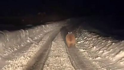 Kış uykusuna yatmayan ayı böyle görüntülendi