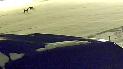 Kurtlarla dövüşen köpekten geriye postu kaldı