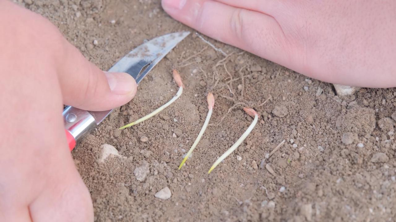 Arpa ve Buğday Denemelerinde İlk Olumlu Sonuçlar Alındı