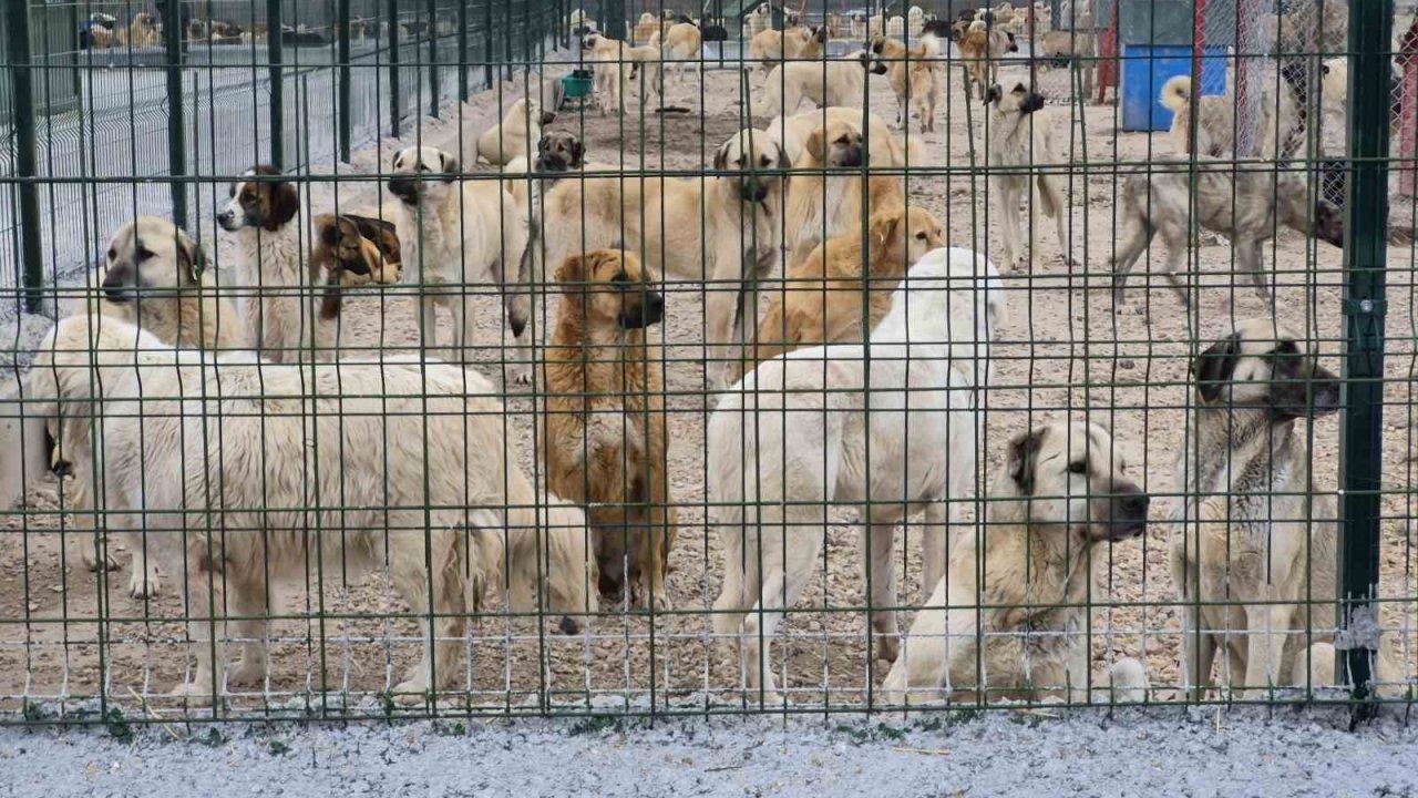 Barınakta aç ve susuz bırakılan köpeklerin birbirini parçaladığı iddiası