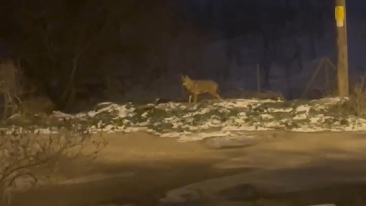 Başkentte kurt sürüsü görüldü