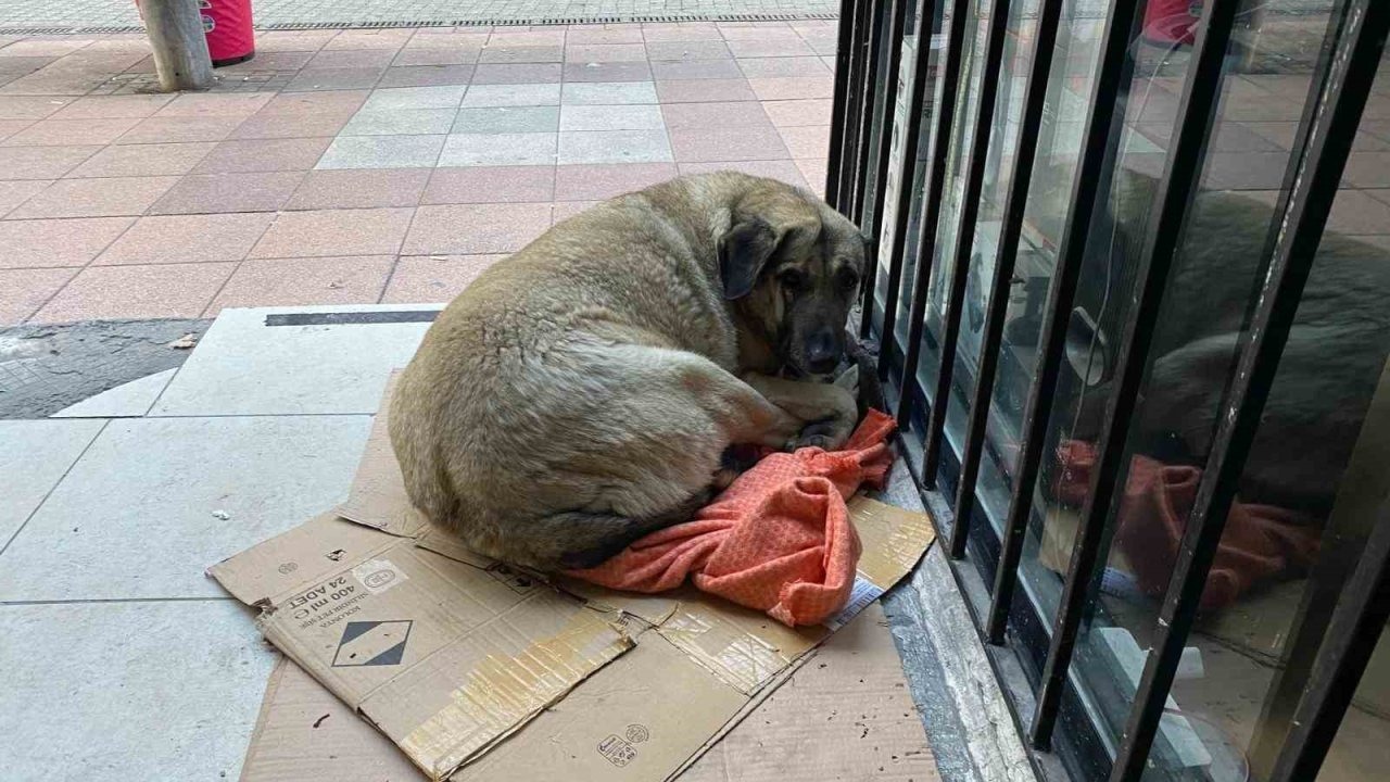 Dondurucu soğuk sokak hayvanlarının yaşamını zorlaştırdı