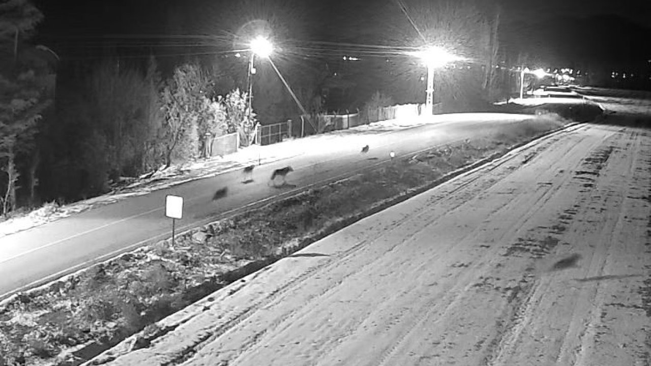 Ereğli’de kurt sürüsü görüntülendi