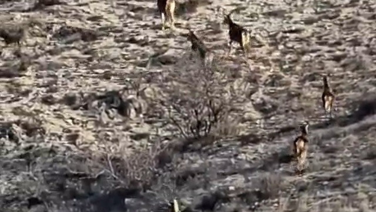 Eskişehir’de görüntülenen 8 geyik hayran bıraktı