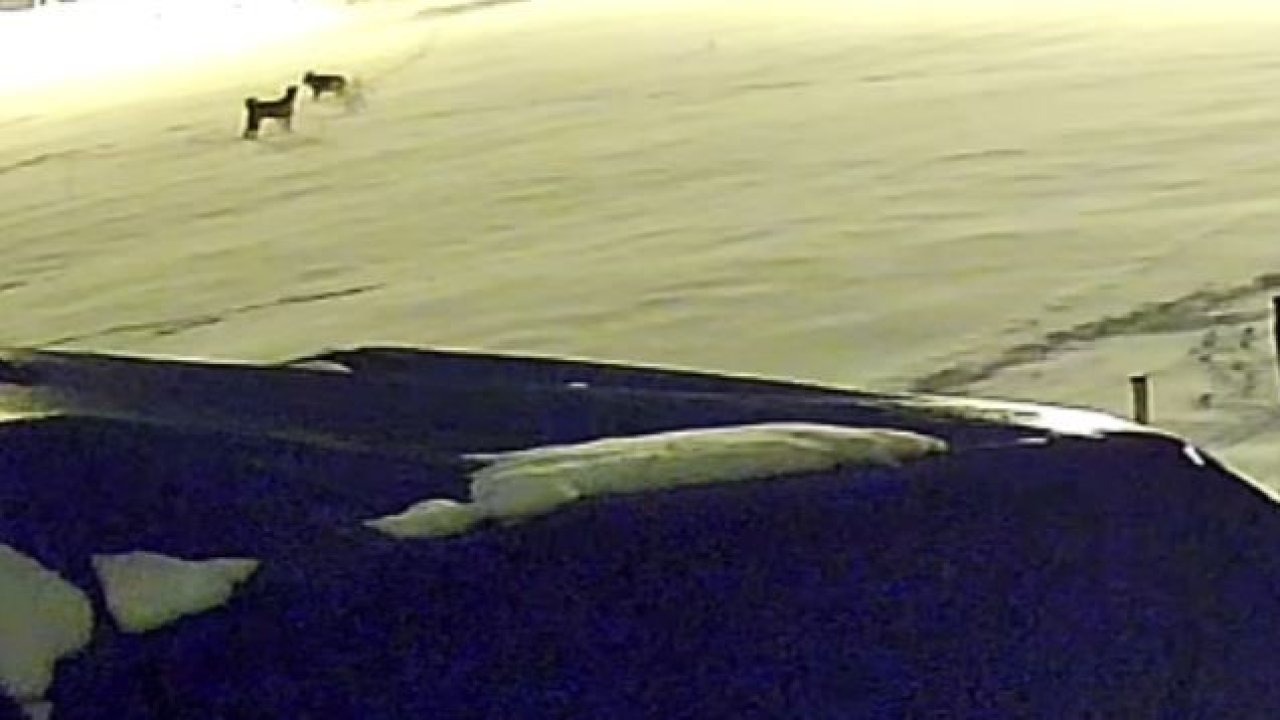 Kurtlarla dövüşen köpekten geriye postu kaldı