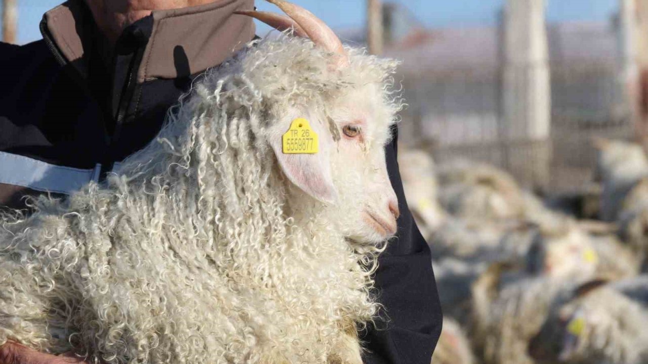 Nesli tükenme tehlikesi altında olan bin 200 Ankara keçisine gözleri gibi bakıyorlar