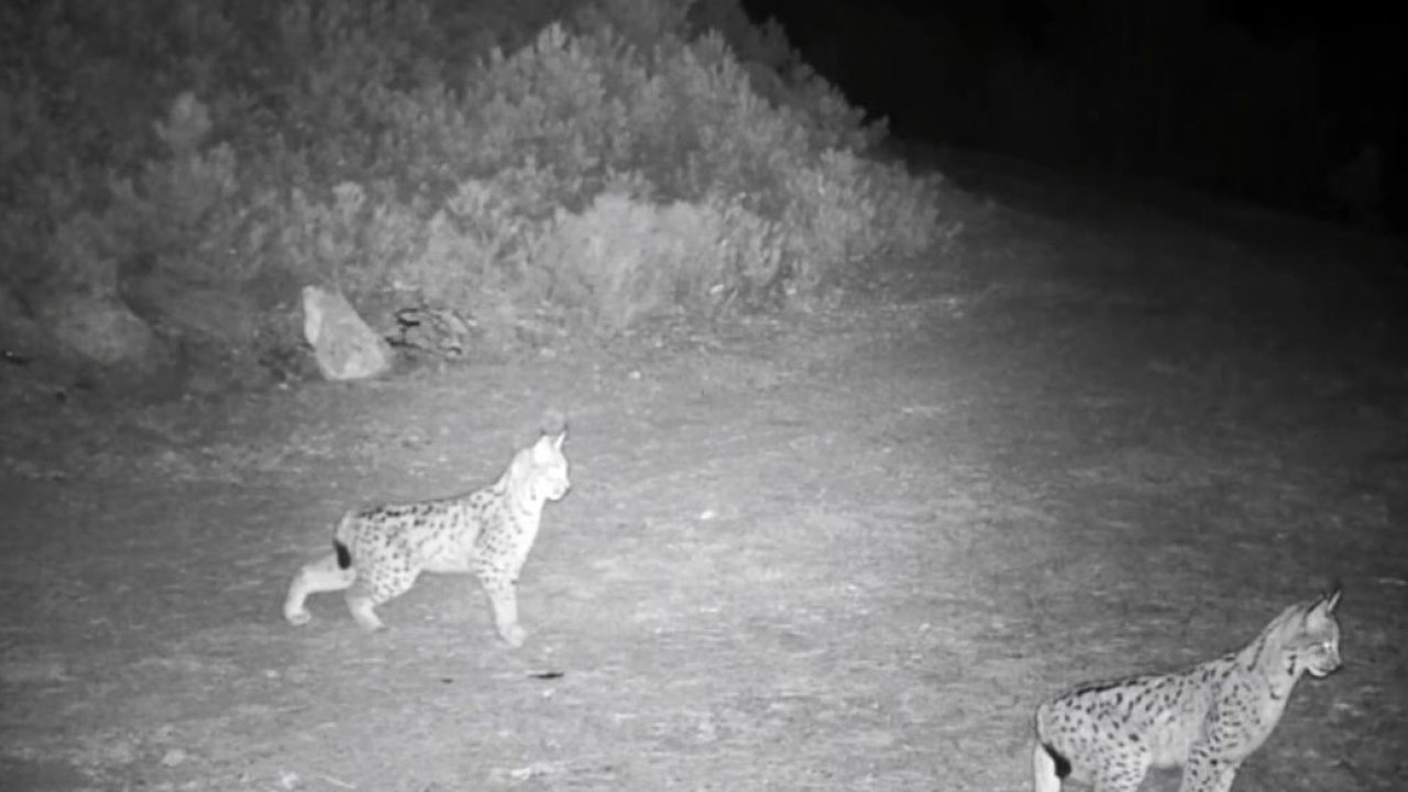 "Ormanın hayaleti" vaşak görüntülendi