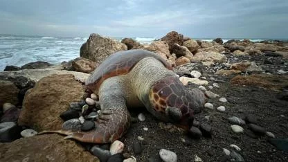 Bir caretta caretta daha ölü bulundu:15 günde 7'inci ölüm