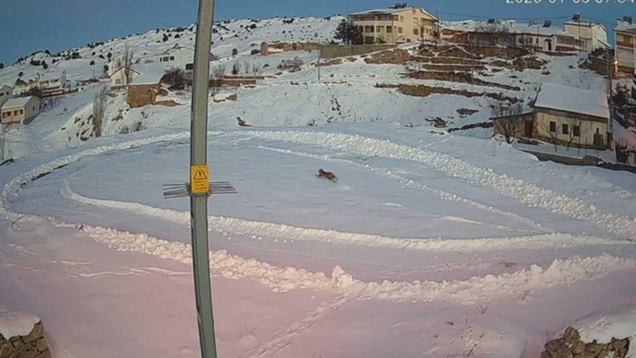 Vaşaklar ile kurtlar arasındaki kovalamaca kamerada