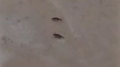 Son yılların en soğuk kışını yaşayan Sivas’ta yabani hayvanlar sık sık yerleşim bölgelerine iniyor