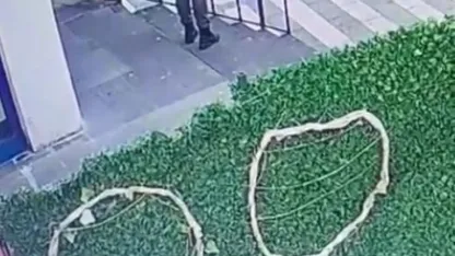 Kedinin çuvala konularak uzaklaştırıldığı görüntülere tepki