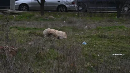 Eskişehir’de toplanmayan başıboş köpekler tedirgin ediyor
