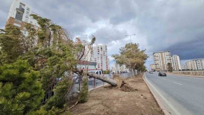 Kayseri’de şiddetli rüzgar ağacı kökünden söktü