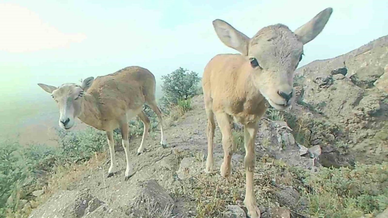 Anadolu yaban koyunu yavrularıyla görüntülendi