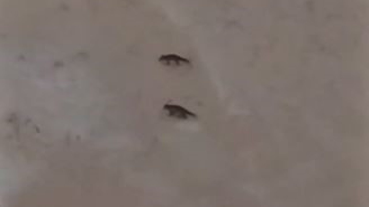 Son yılların en soğuk kışını yaşayan Sivas’ta yabani hayvanlar sık sık yerleşim bölgelerine iniyor