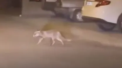 Ankara’da aç kalan tilki mahalleye indi