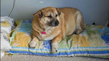 13 yaşındaki obez köpek ’Kız’, yürüyüş yaparak zayıflıyor