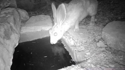 Su içen yaban hayvanları fotokapanla görüntülendi
