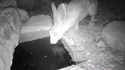 Su içen yaban hayvanları fotokapanla görüntülendi