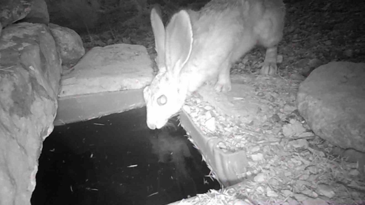 Su içen yaban hayvanları fotokapanla görüntülendi