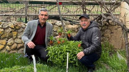 Bu laleleri gözleri gibi koruyorlar