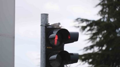 Karaman’ın en işlek kavşağındaki trafik lambasına yuva yapan kumru görenleri şaşırtıyor