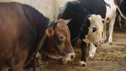 Kurbanlık alacaklara "yaş" uyarısı