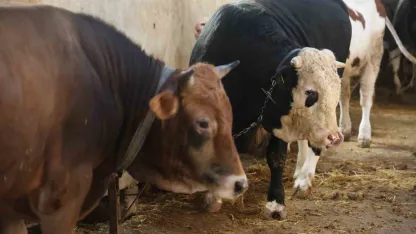 Kurbanlık alacaklara "yaş" uyarısı