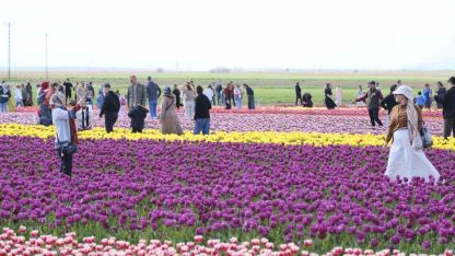 Türkiye’nin en büyük lale tarlasında ziyaretçi rekoru