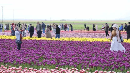 Türkiye’nin en büyük lale tarlasında ziyaretçi rekoru