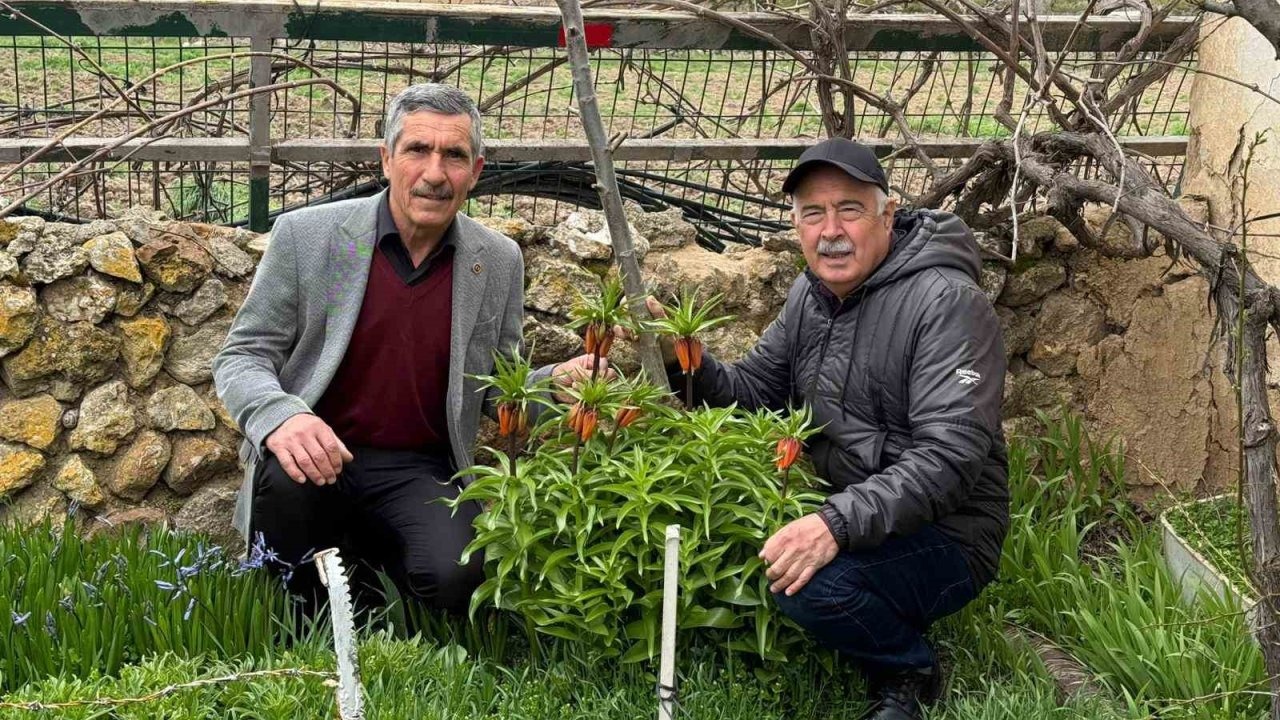 Bu laleleri gözleri gibi koruyorlar