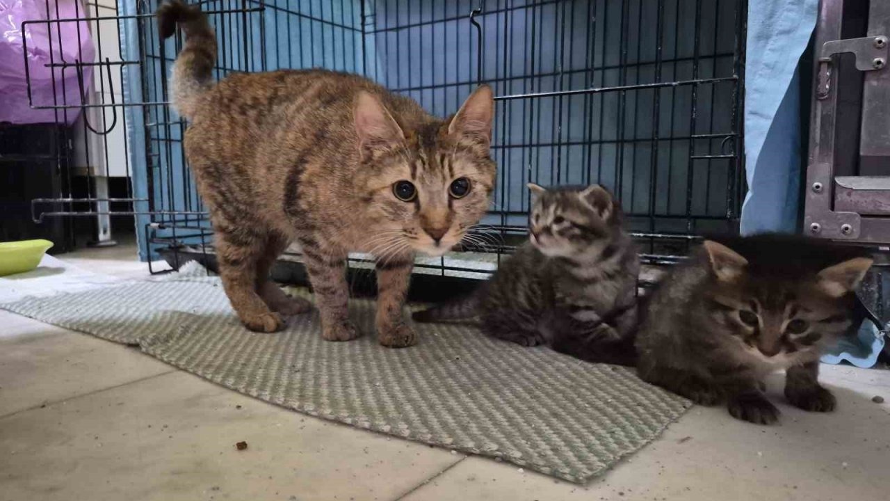 Hamile kedi sığındığı veteriner kliniğinde doğum yaptı