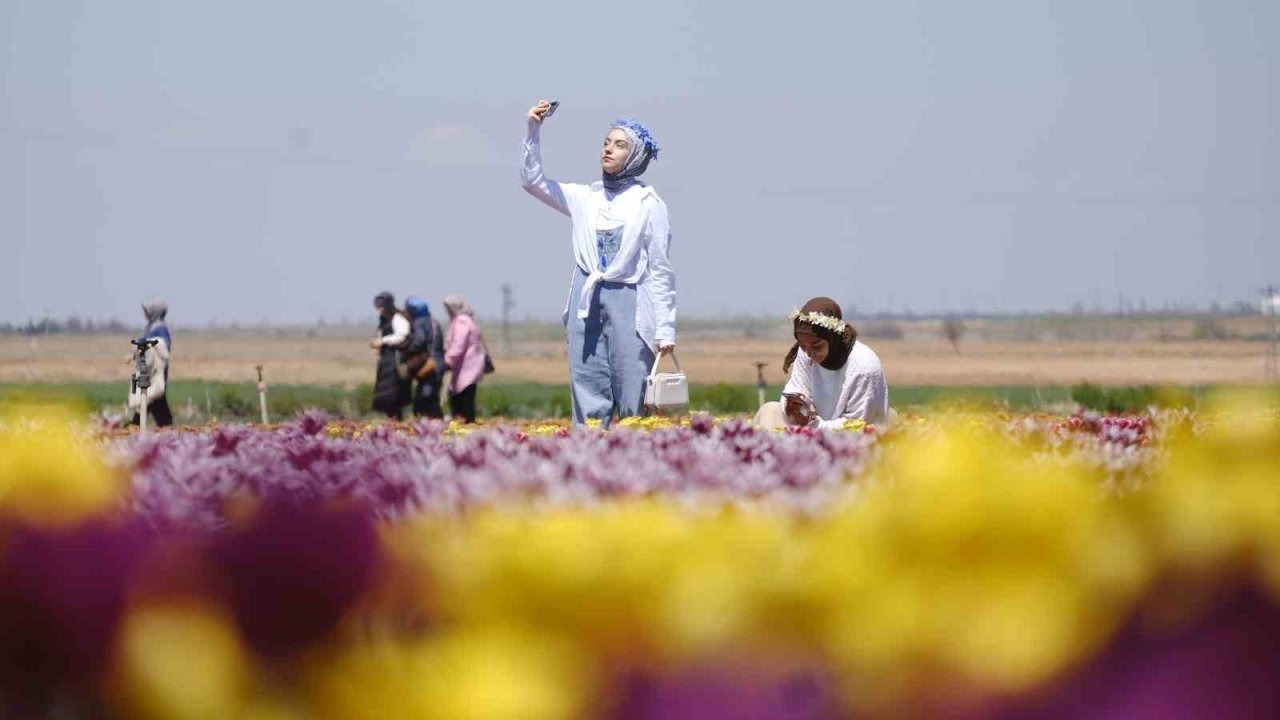 Karaman’da lale tarlasına ziyaretçi akını: 2 günde 30 bin kişi gezdi