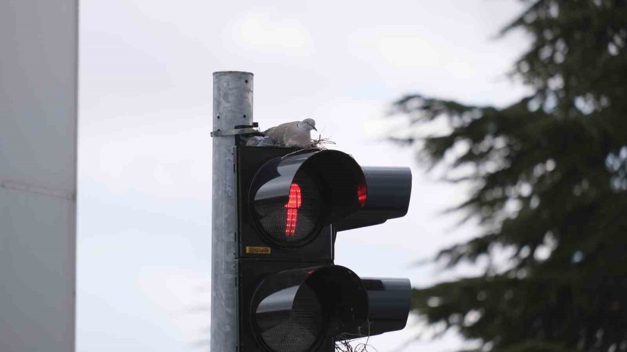 Karaman’ın en işlek kavşağındaki trafik lambasına yuva yapan kumru görenleri şaşırtıyor