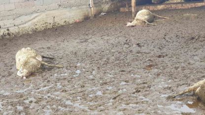 Polatlı’da kurt saldırısı: 15 koyun telef oldu