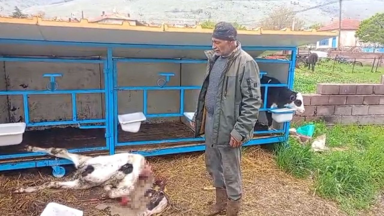 Başıboş köpekler buzağıyı parçaladı
