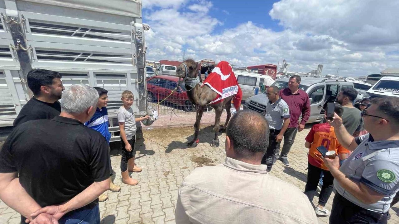 Konya Kurban Pazarının Yıldızı Oldu: 780 Kiloluk Deve 330 Bin TL’ye Satıldı!