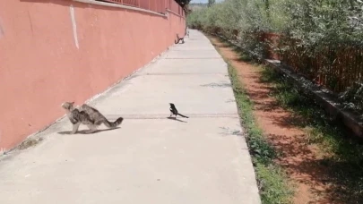 Kedi Gölge Aradı, Karga Oyun Peşine Düştü